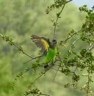 Image of Brown-headed Parrot