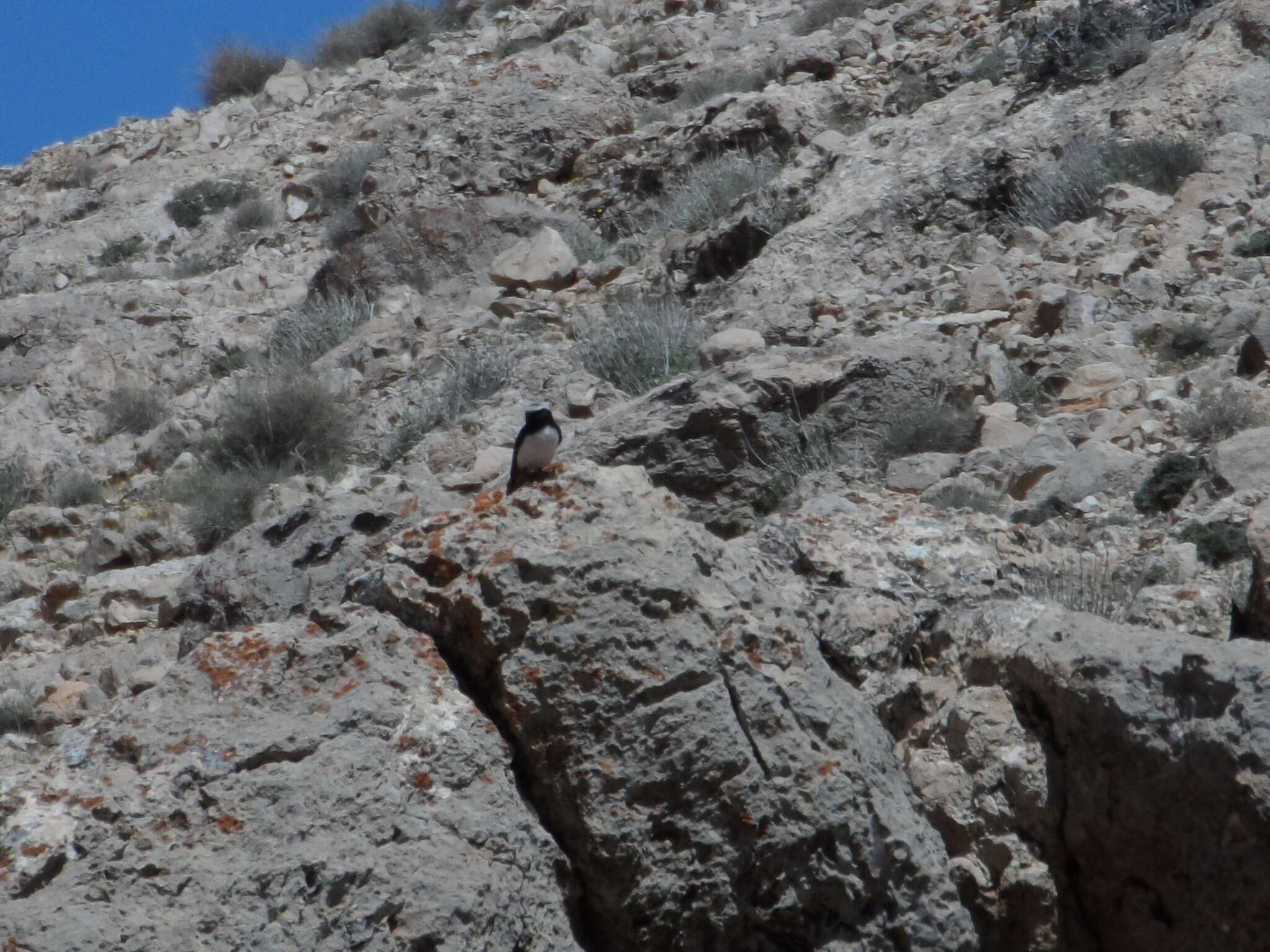 Image of Mourning Wheatear