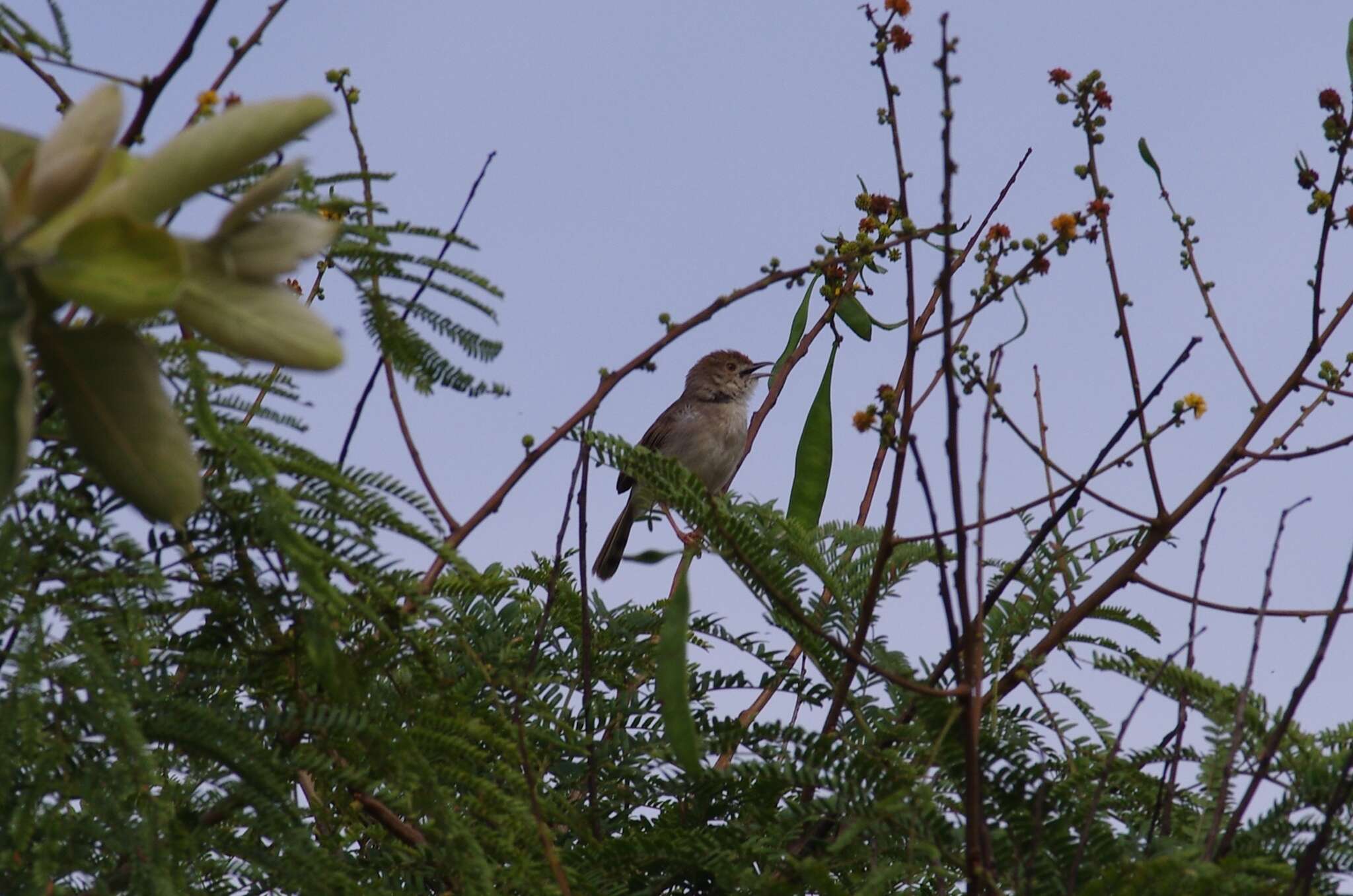 Cisticola chiniana (Smith & A 1843) resmi