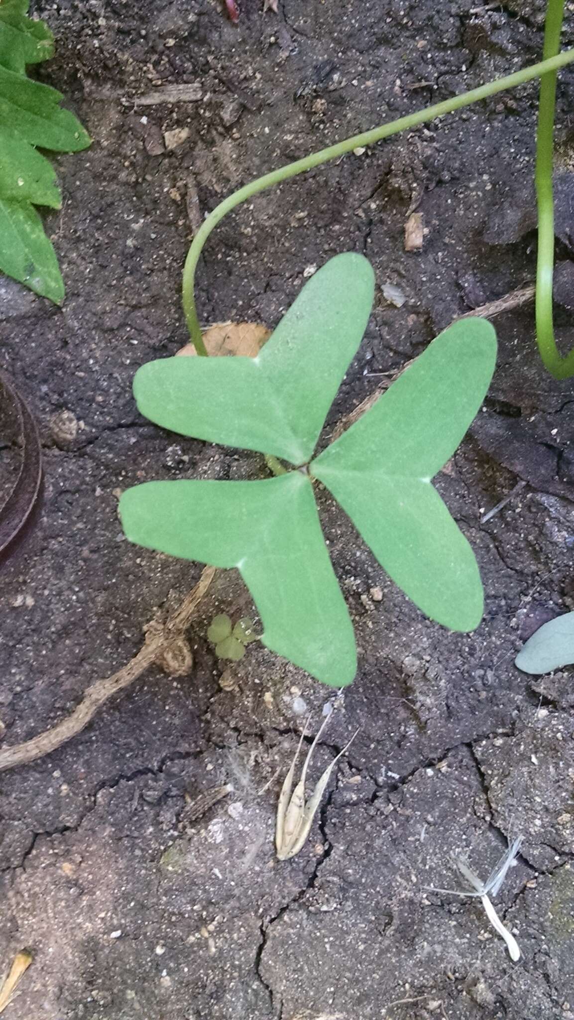 Sivun Oxalis drummondii A. Gray kuva