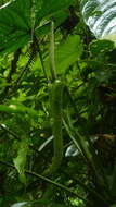 Image of Anthurium caperatum Croat & R. A. Baker