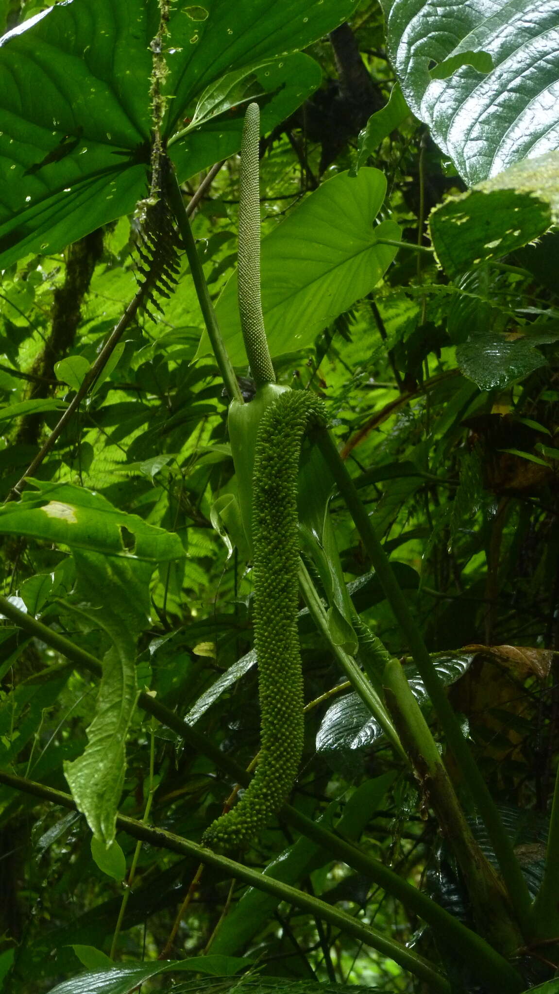 Anthurium caperatum Croat & R. A. Baker resmi