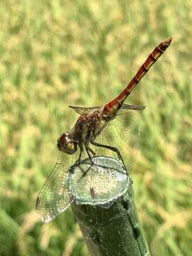 Image of Autumn darter