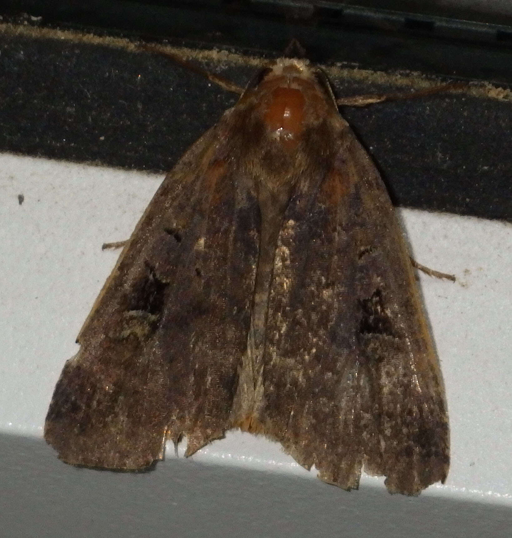 Diarsia brunnea Schiffermüller 1775的图像