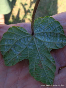 Ipomoea ficifolia Lindl.的圖片