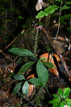 صورة Pulchranthus congestus (Lindau) V. M. Baum, J. L. Reveal & J. W. Nowicke