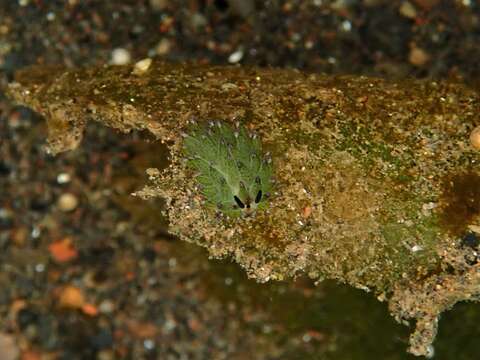 Image of Costasiella kuroshimae Ichikawa 1993