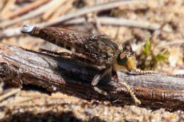 Image of Promachus bastardii (Macquart 1838)