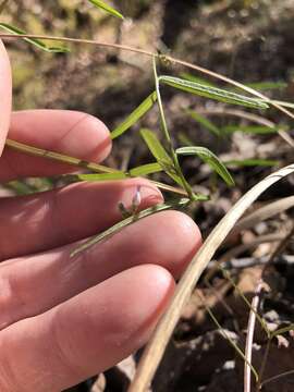 Image de Vicia minutiflora D. Dietr.