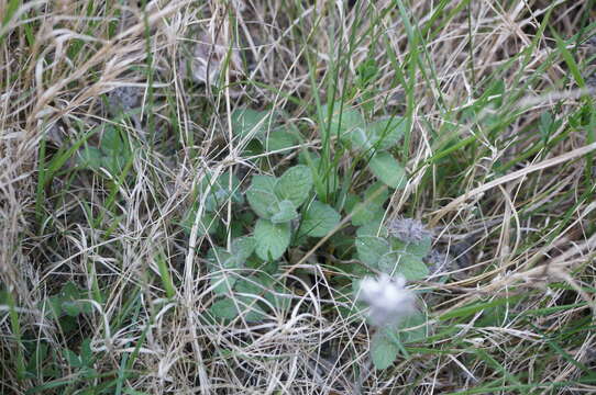 Image of Clinopodium caucasicum Melnikov