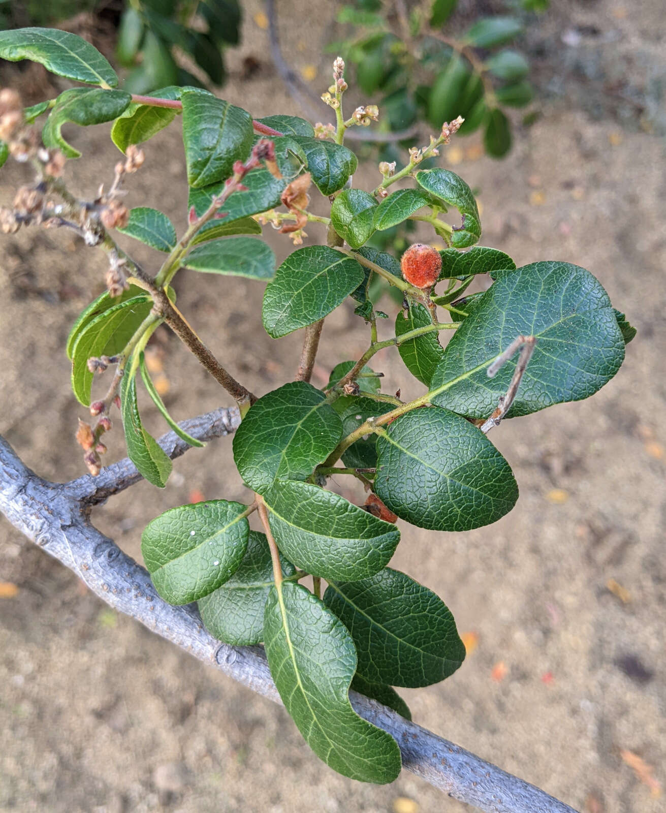 Image of Rhus tepetate Standl. & P. A. Barkley