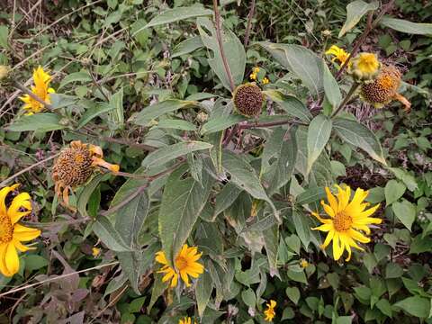 Image of Tithonia longiradiata (Bertol.) Blake