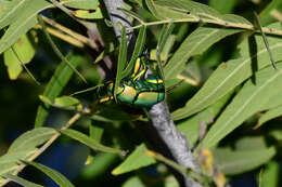 Image of Chrysina woodi (Horn 1884)