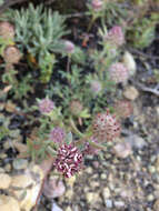 Слика од Trifolium macraei Hook. & Arn.