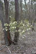 صورة Acacia genistifolia Link