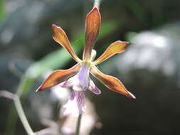 Image of Encyclia acapulcensis