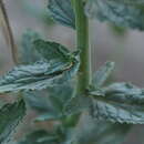 Image of Scrophularia canescens Bong.