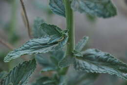 Image of Scrophularia canescens Bong.