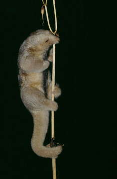 Image of silky anteaters