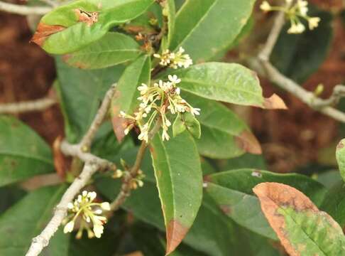 Image of Fragrant Olive