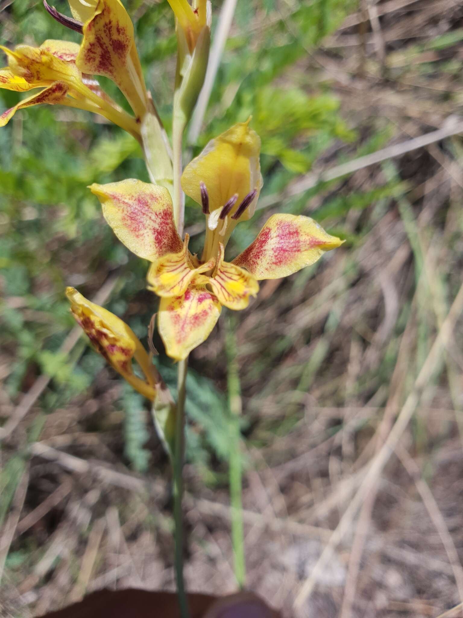 Gladiolus pardalinus Goldblatt & J. C. Manning resmi