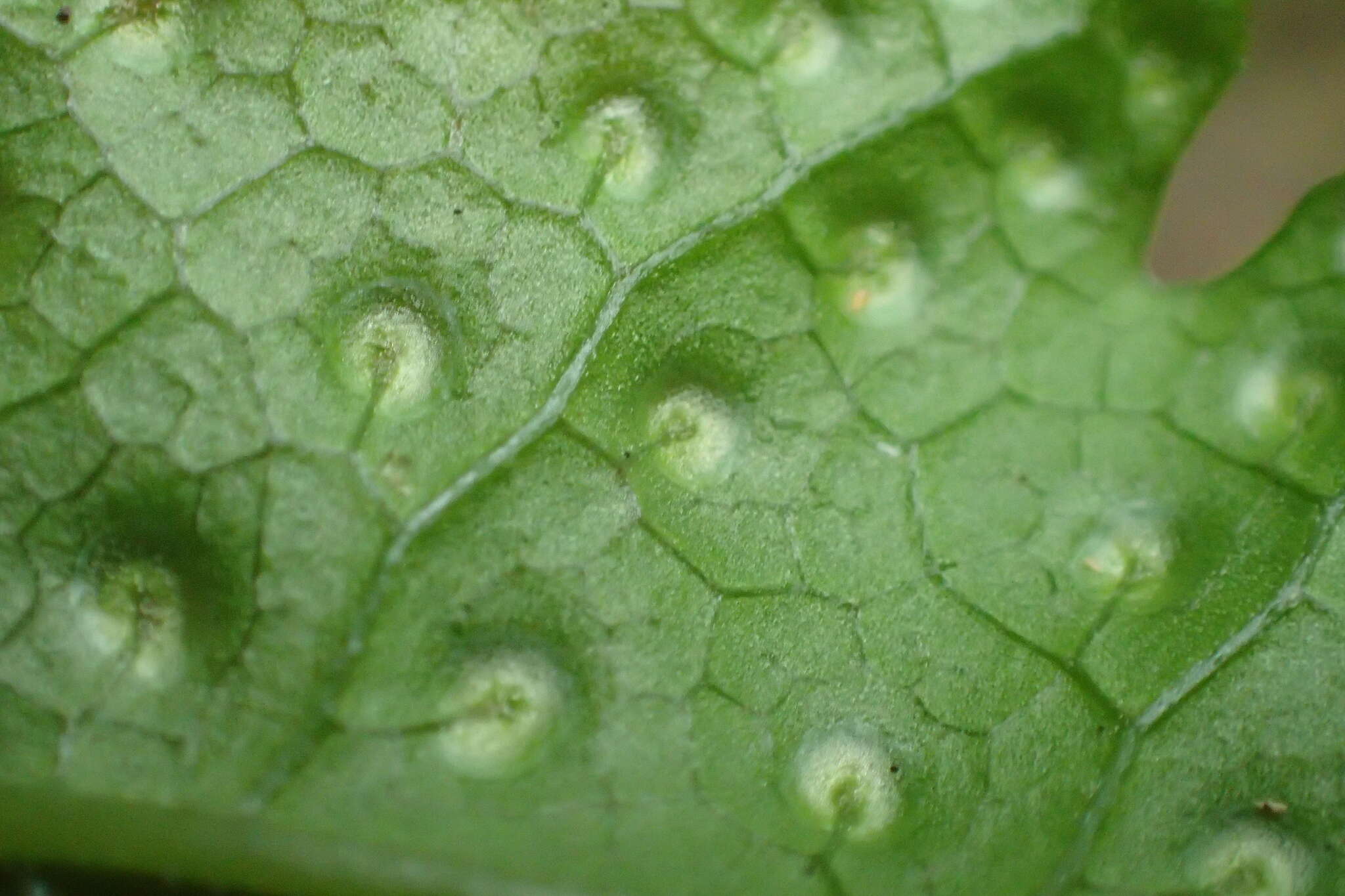 Image de Tectaria phaeocaulis (Rosenst.) C. Chr.