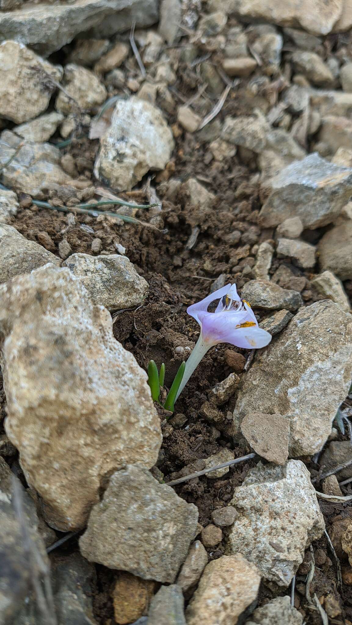 Image de Colchicum triphyllum Kunze