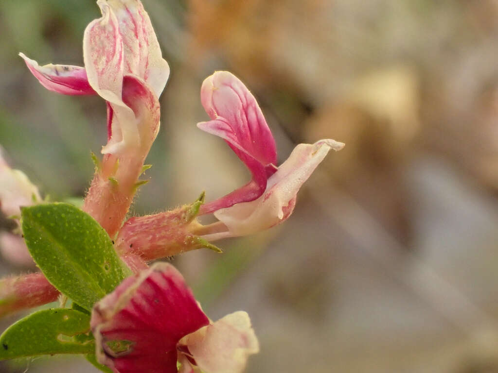 Image of <i>Hosackia stipularis</i> var. <i>ottleyi</i>