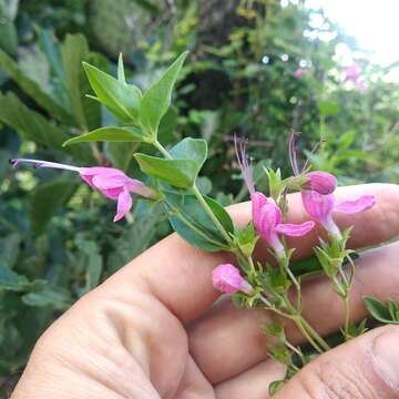 Imagem de Trichostema purpusii Brandegee