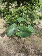 Image of arrowleaf elephant's ear