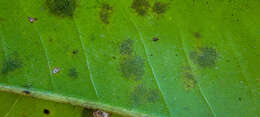 صورة Cephaleuros virescens