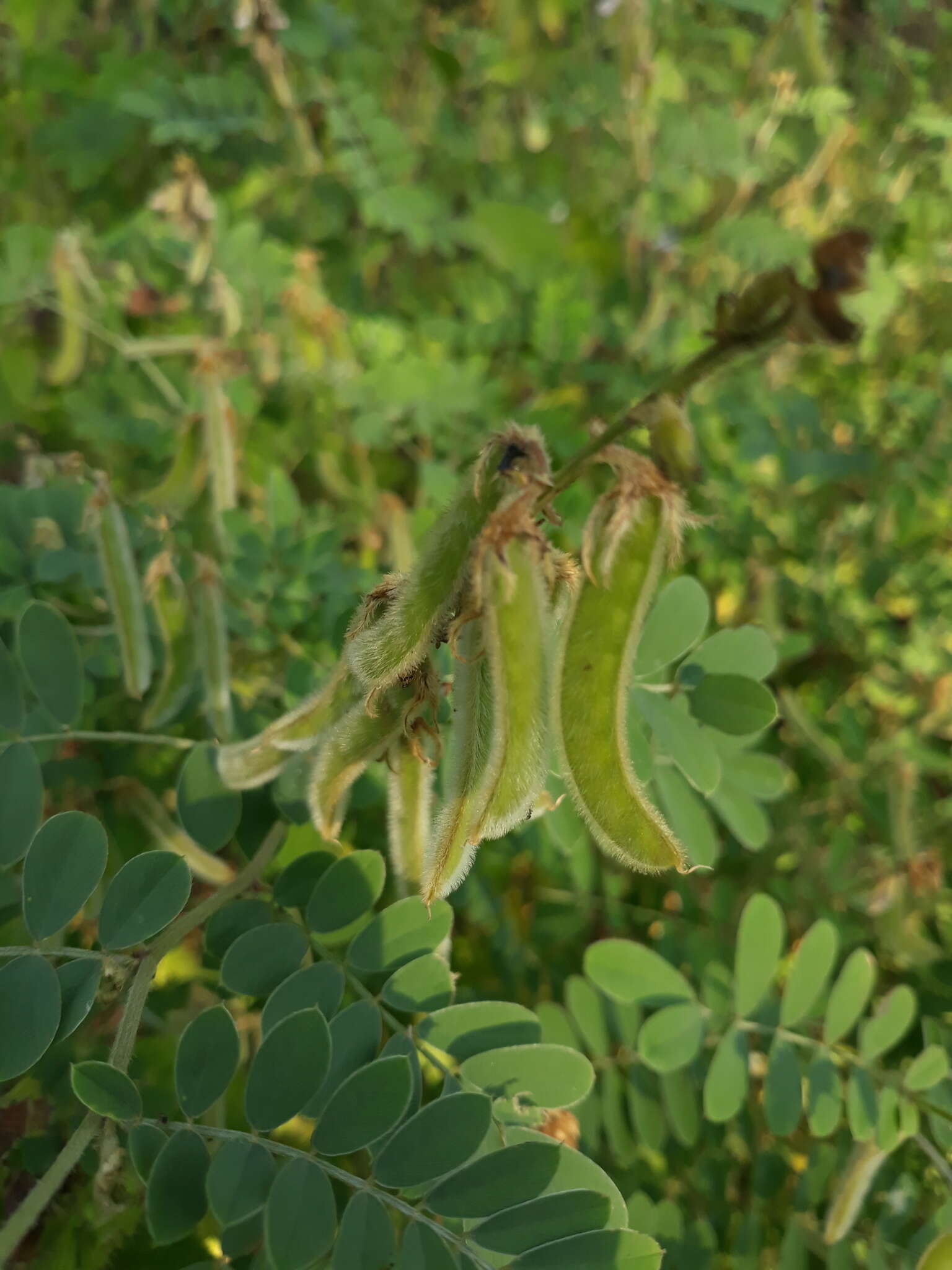 Tephrosia villosa (L.) Pers.的圖片