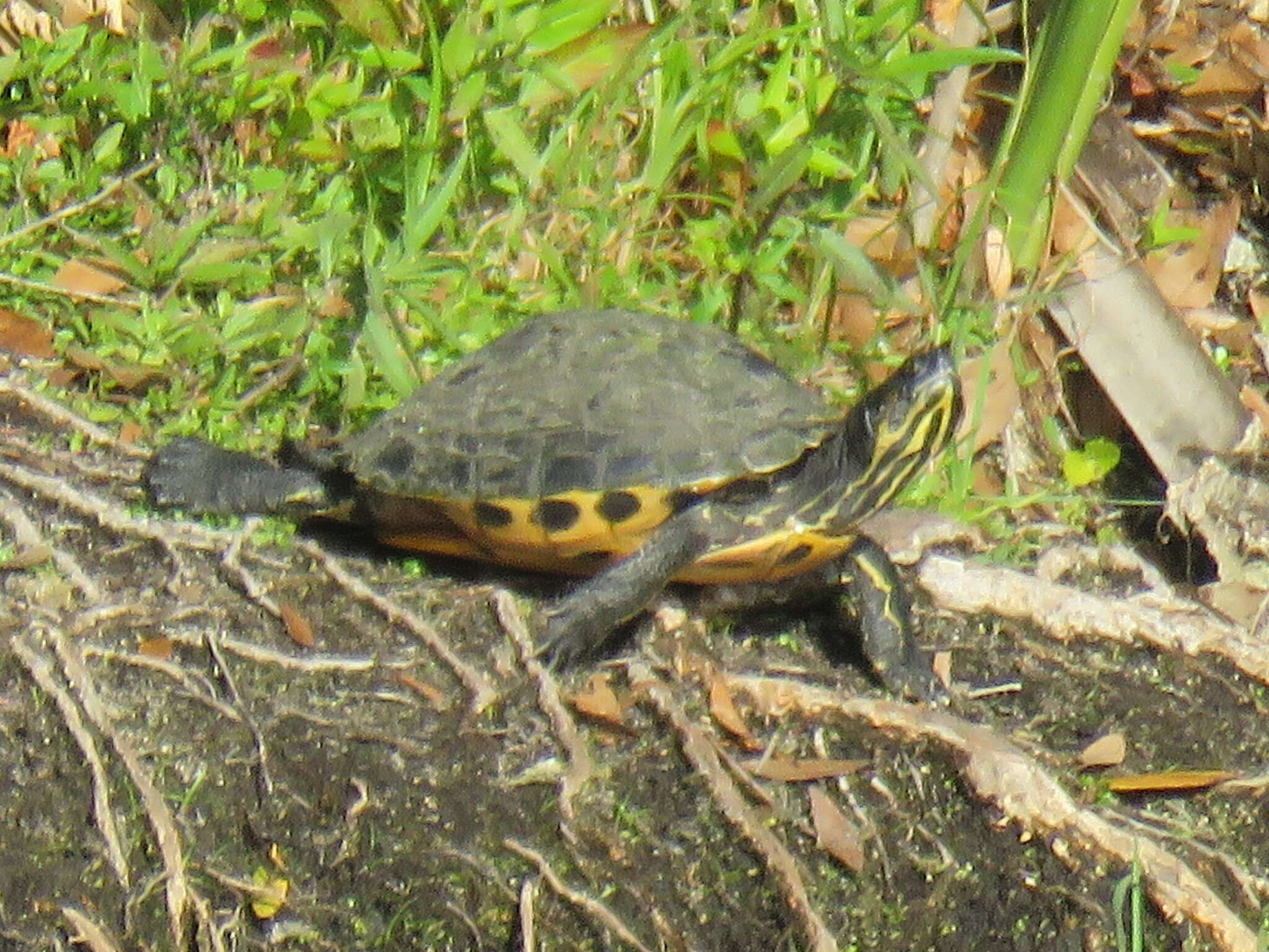 Image of Peninsula Cooter