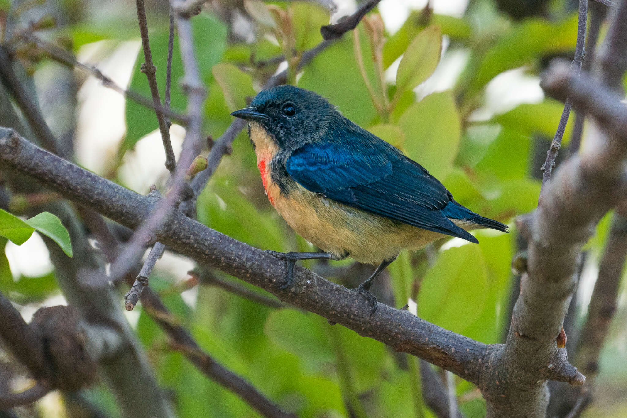 Image of Fire-breasted Flowerpecker