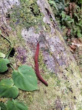 Imagem de Macroperipatus torquatus (von Kennel 1883)