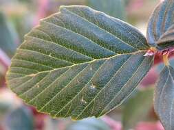 Image of island mountain mahogany