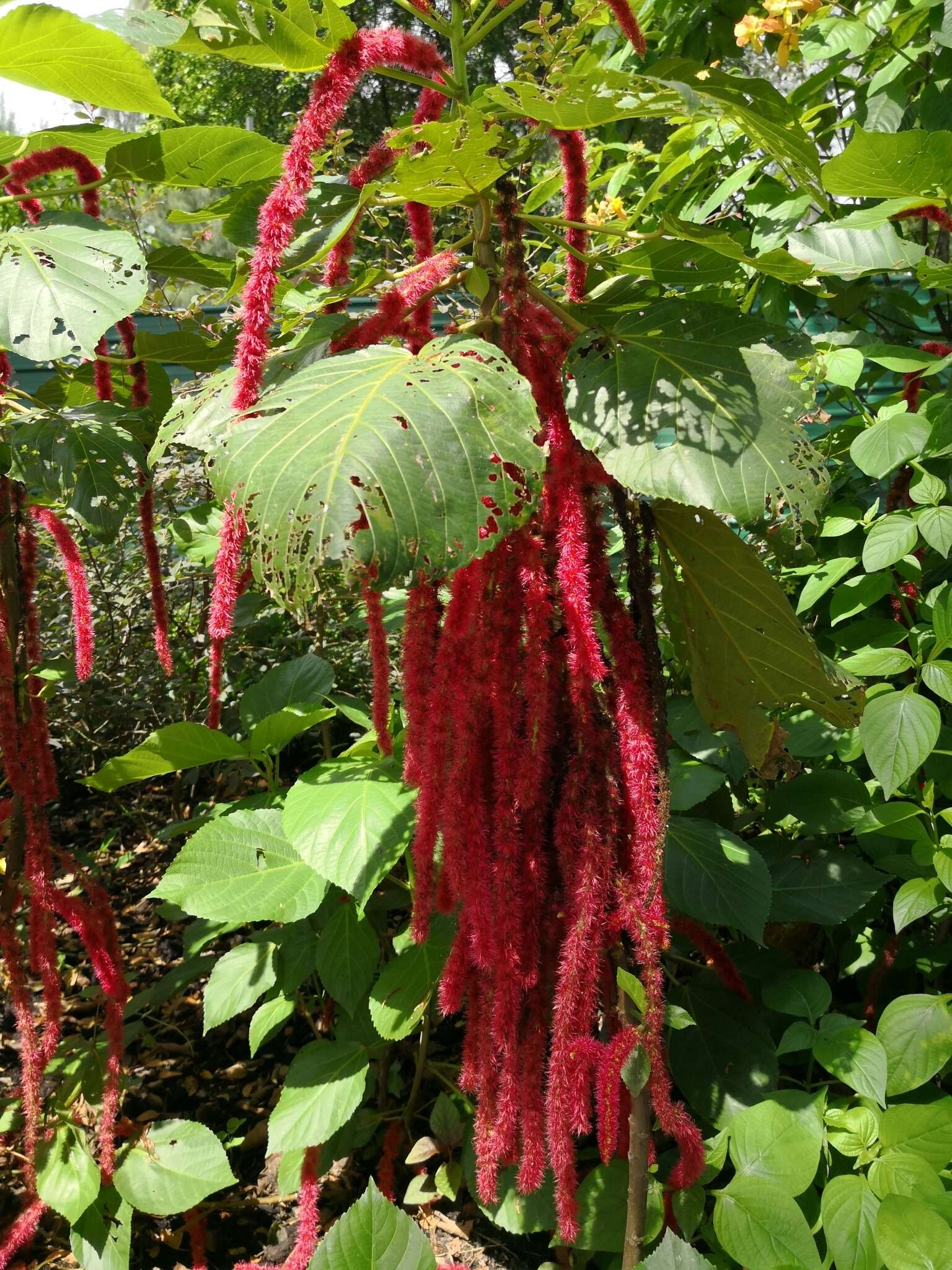 Image of love-lies-bleeding