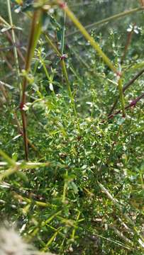 Image of graceful bedstraw