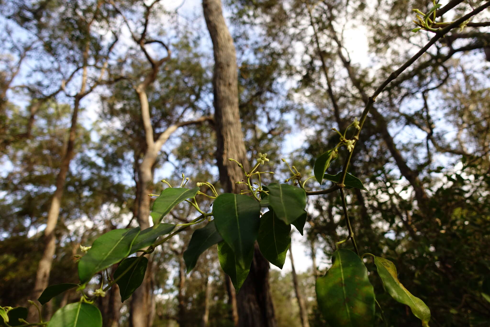 صورة Leichhardtia rostrata (R. Br.) P. I. Forst.