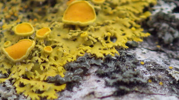 Image of Hasse's orange wall lichen