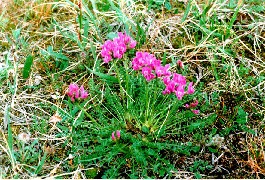 Image de Oxytropis middendorffii Trautv.