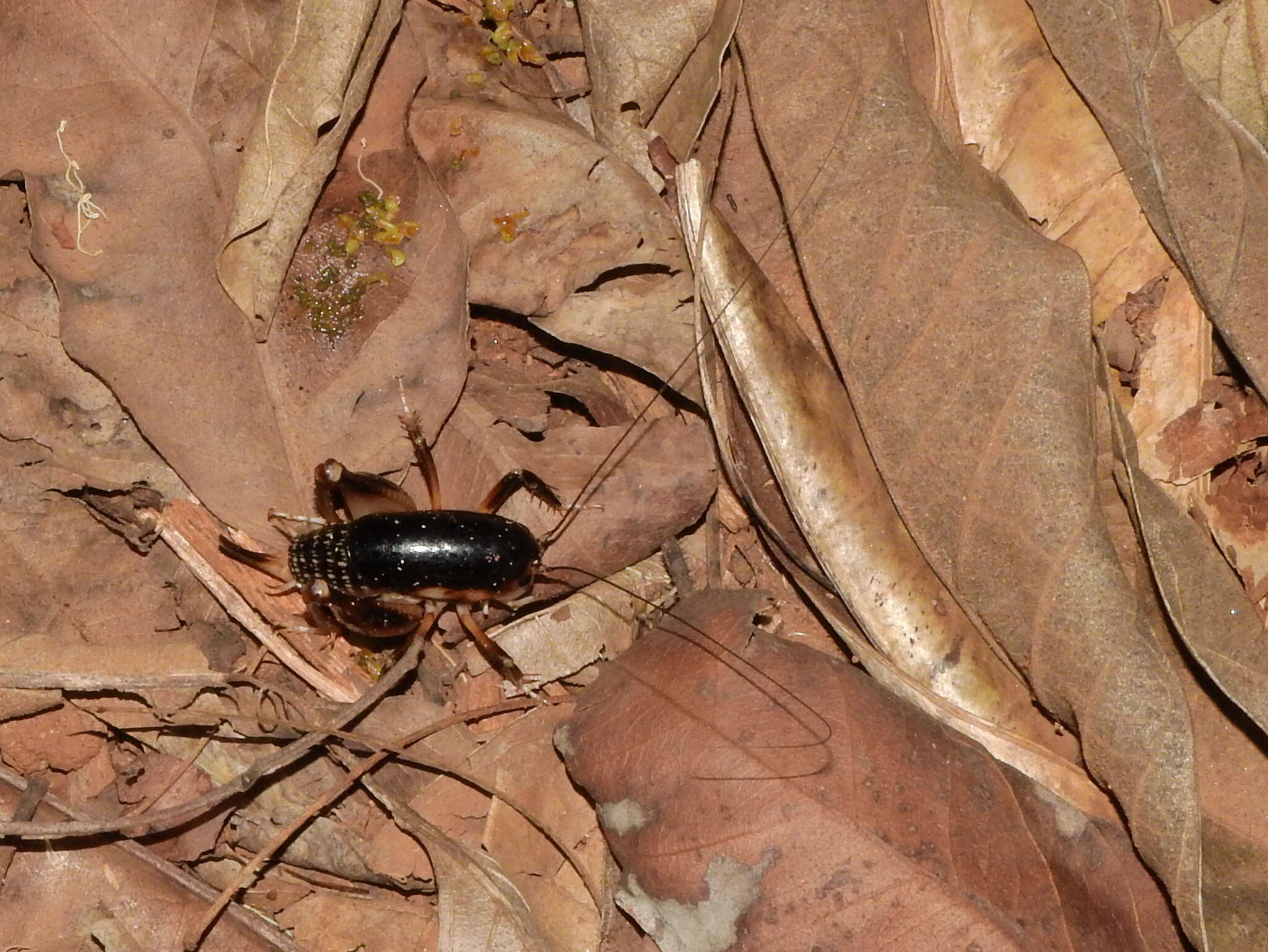 Image of Apotetamenus clipeatus Brunner von Wattenwyl 1888