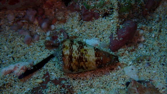 Image of Conus cuneolus Reeve 1843