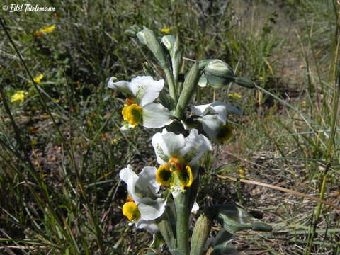 Image of Gavilea platyantha (Rchb. fil.) Ormerod