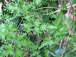 Image of Japanese climbing fern