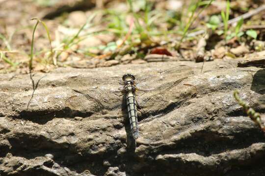 Image of Orthetrum japonicum (Uhler 1858)