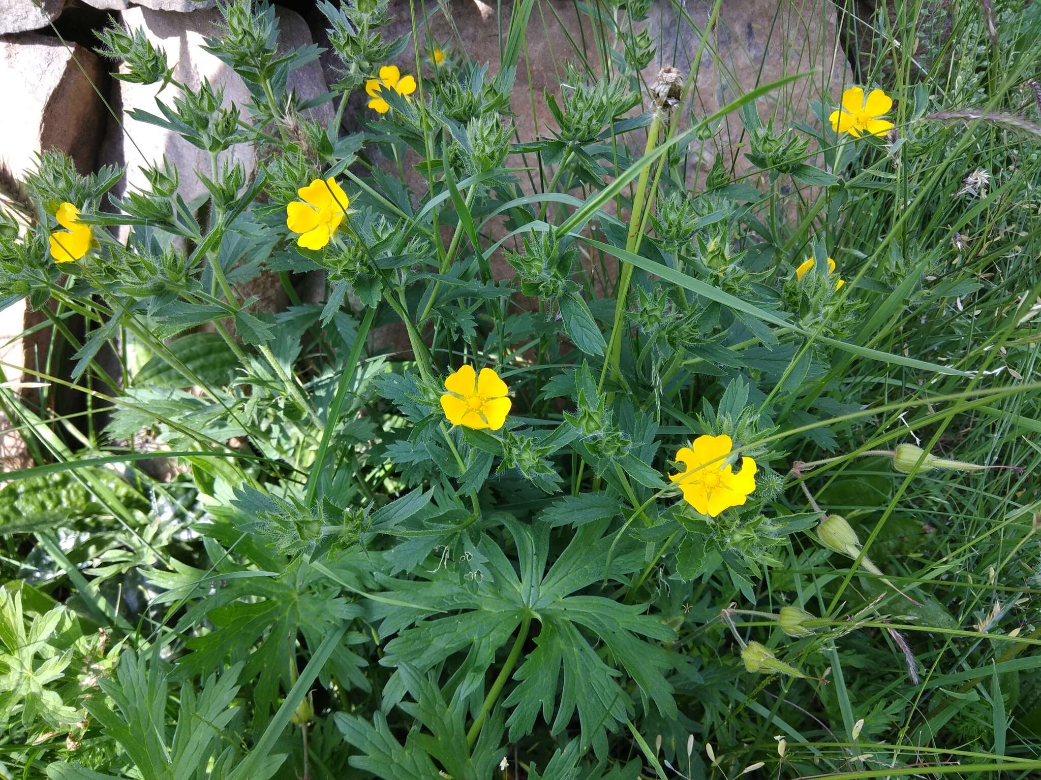 Image of Potentilla divaricata DC.