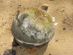 Image of goose barnacle