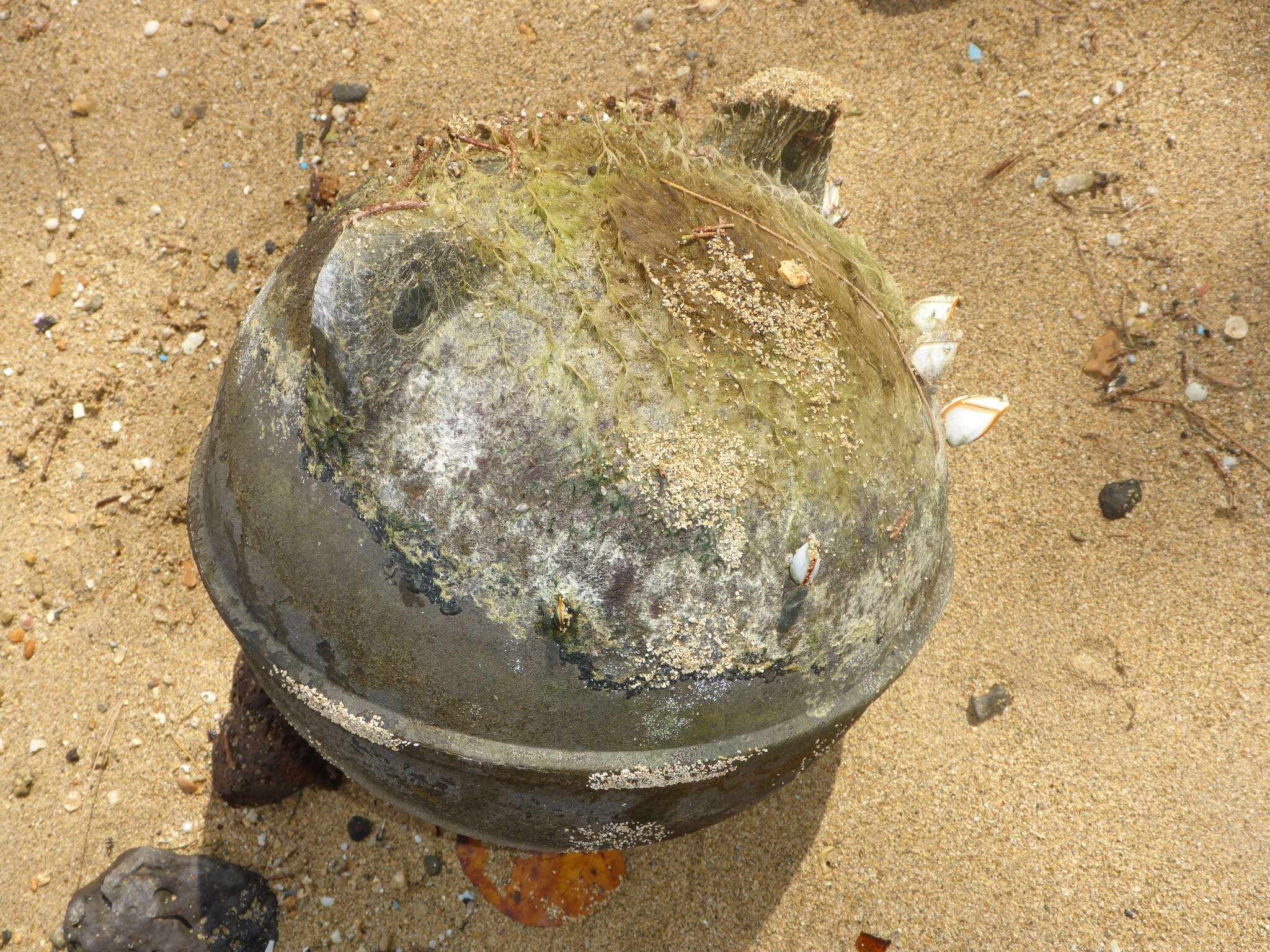 Image of goose barnacle