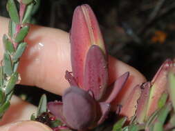 Image of Darwinia speciosa (Meissner) Benth.